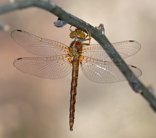 Male
2008_06_15_Rabun